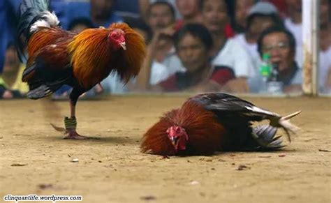 sabungan ng manok in english